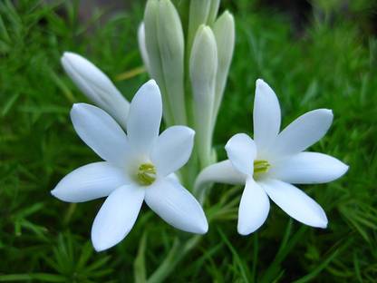 BDSresolve tuberose bulb seeds/Tuberose flower seeds 6 Seed