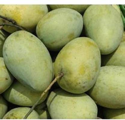 JR GLOBLE Mango Plant