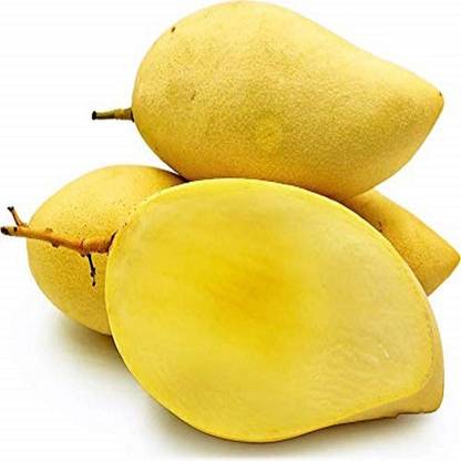 Exotica Orchids Mango Plant