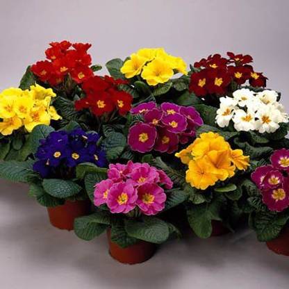 ginnienterprises Primula Selection Mixed (Winter) Flower Seeds Seed