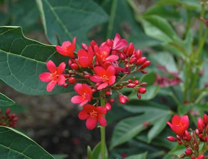 Greenwill Jatropha integerrima Seed