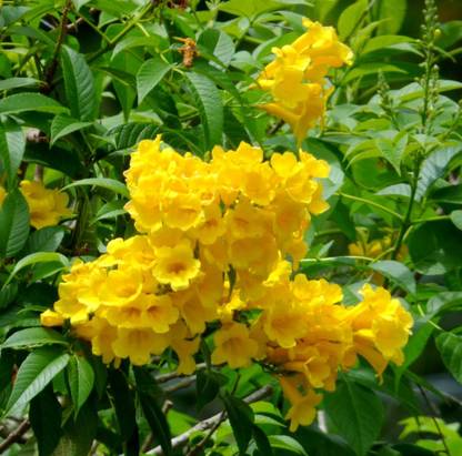 Greenwill Ticoma Stans Flower Seed