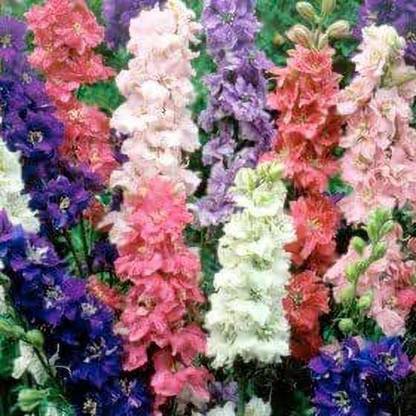 ginnienterprises Stock Bonanza Mixed (winter) Flower Seeds Seed