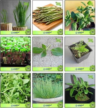 CYBEXIS 9 Varieties Herb Seeds Combo Pack Seed