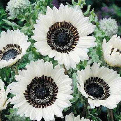 ginnienterprises Venidium White Cape Daisy (Winter) Flower Seeds Seed