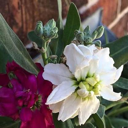 ginnienterprises Mathiola Seed