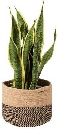 PartyStuff Plant Container Set
