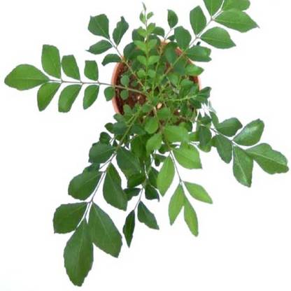 prev CURRY LEAF SEEDS Seed