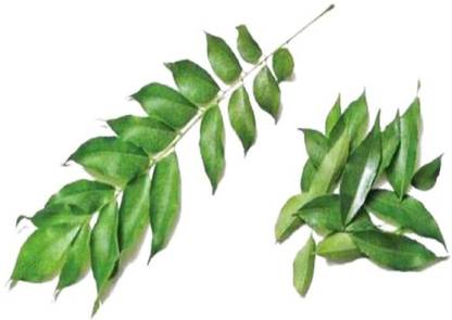 VibeX CURRY LEAVES SEEDS, KADHI LIMB Seed