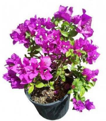 Starlink Baugainvillea Plant