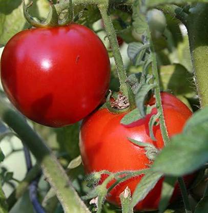 Aywal High Yield Tomato F1 RED Ruby Hybrid Seed