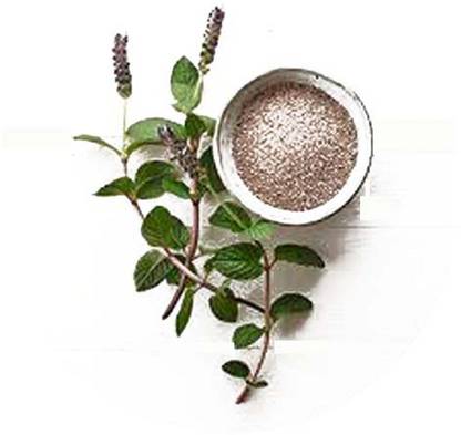 VibeX CHIA SEEDS, MICROGREEN Seed