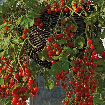 Earth Angels F1 Variety Tomato Seeds Seed