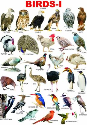 voorkoms 30.48 cm Birds Chart for Kids Wall Sticker Learn about Types of Birds and their Names at Home or School Wall Sticker Removable Sticker