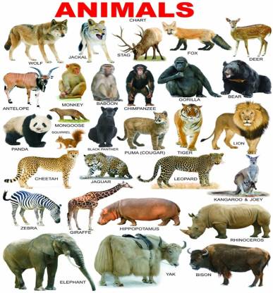 voorkoms 30.48 cm Animals Name 3D Sign 12x18 inch Sheet Digital Print ...