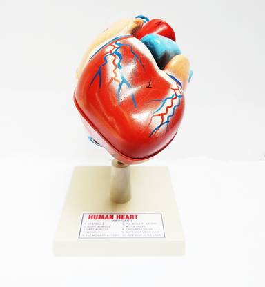 dwij collection human heart 3D model , disectable and each part labeled for schools and labs Anatomical Body Model