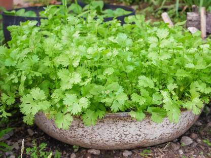 Paudha Coriander Seed