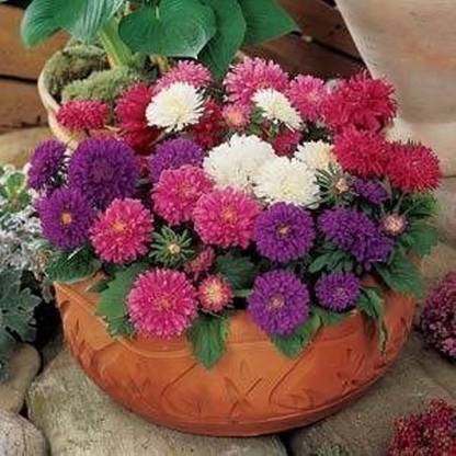 PMB Aster Seed