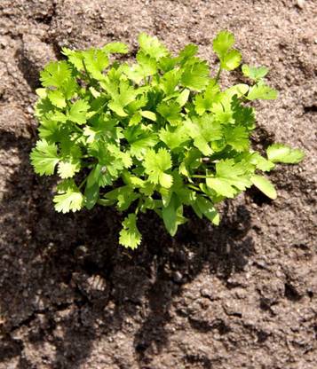 ZIXA Green leafy herb coriander Seed