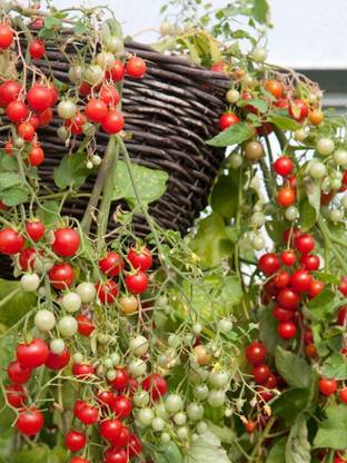 PMB Cherry Tomato Seed