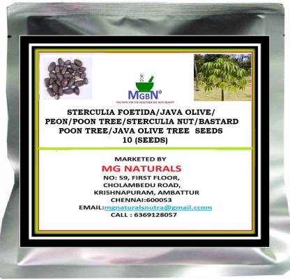 MGBN STERCULIA FOETIDA/JAVA OLIVE/PEON/POON TREE/STERCULIA NUTPOON TREE/JAVA OLIVE TREE SEEDS - 10 SEEDS Seed