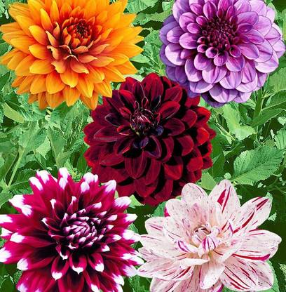 Paudha Dahlia Seed