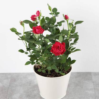JR GLOBLE Rose Plant