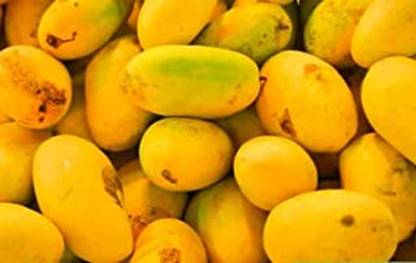 Exotica Orchids Mango Plant
