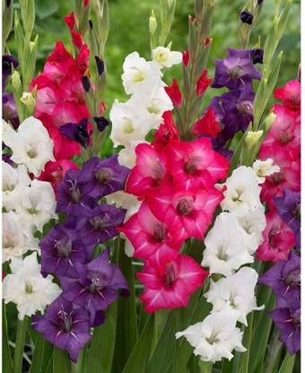 DIOART ® VXI-516 -4 Bulbs Seed