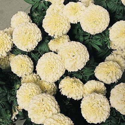 VibeX Hybrid White Marigold Seeds Seed