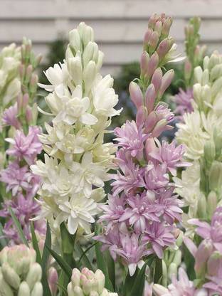 VibeX ™ VXI-909 Rajnigandha Pink Color Tuberose flower bulbs-90 Bulbs Seed