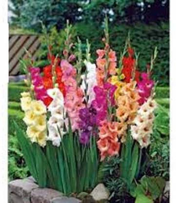 VibeX ® VXI-1200 Gladiolus, Bulb Pastel Mixed-3 Bulbs Seed