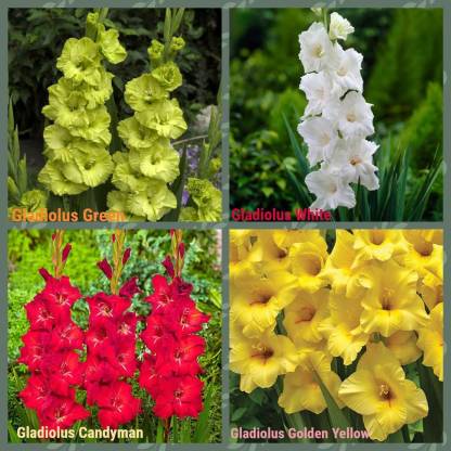 DIOART ® VXI-80 Gladiolus Flower Bulbs Collection of 4 Colorful Bulbs-24 Bulbs Seed