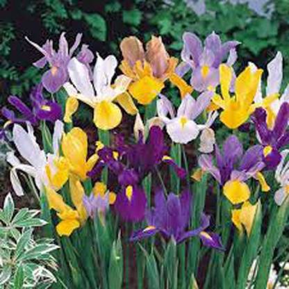 prev Iris, Bulb Dutch Mix Seed