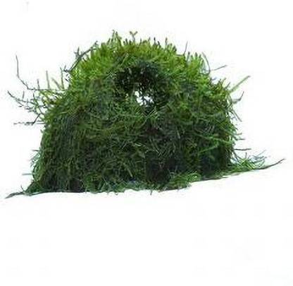 Bunnycart Java Moss Coconut Cave
