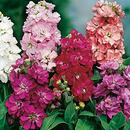sporos Stock Seed