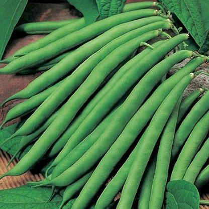 Paudha Organic French Beans Seed