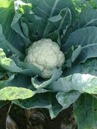 PMB Cauliflower Seed