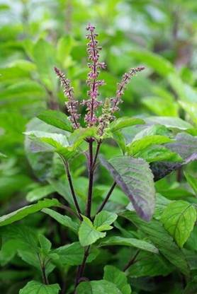 sporas Tulsi Seed