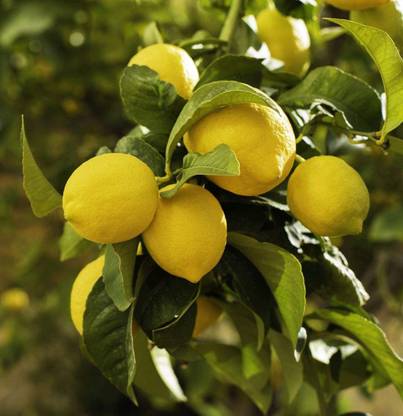 VibeX XII-987 Lemon Tree Organic Fruit Seeds for Home Garden Seed
