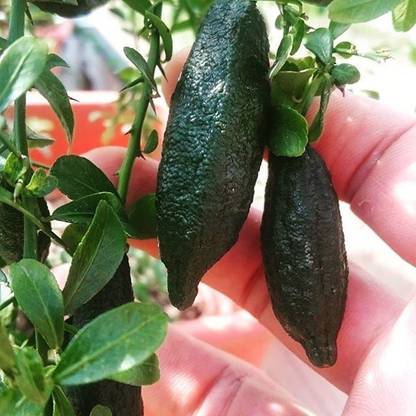 CRGO ® XII-1526 Bonsai Suitable Fruit Seeds : Lemon Citrus Fruit Indoor Tree Seed