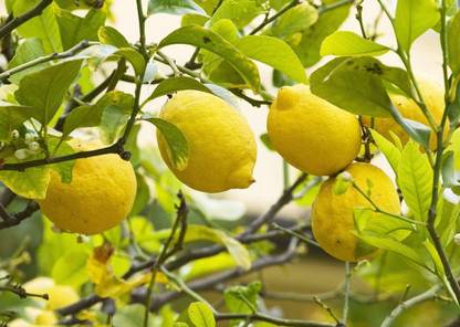 VibeX Lemon Seed