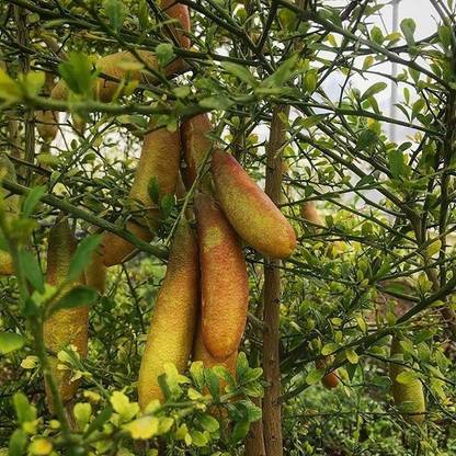 VibeX ® XII-1550 Giant Key Lemon Seeds Organic Farm Seed
