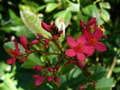 Farmplants Jatropha