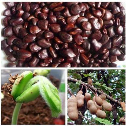 ActrovaX Grade A Quality - Tamarind Tree [400 Seeds] Seed