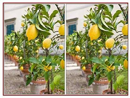 CRGO ™ XII-325 Hybrid Kagzi Lemon Dwarf Variety Seed