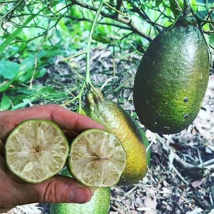 WILLVINE Gandharaj Lemon good quality Seed