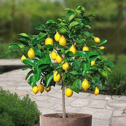 VibeX Lemon Seed