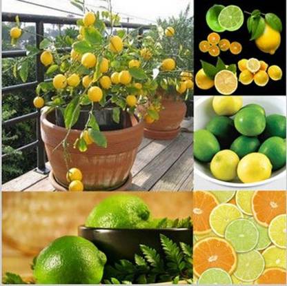 CRGO ™ XII-345 Hybrid Seed Lemon Plant 100% Germination Seed
