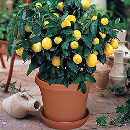 DIOART ® XII-638 Garden Tree Outdoor Fruit ( Lemon perfume) Seed